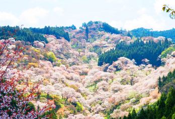 【樱花季限定】日本大阪奈良公园萌鹿互动+吉野山赏樱一日游【吉野山：壮阔的连绵山峦樱花海，3万株樱花沿山坡铺开】