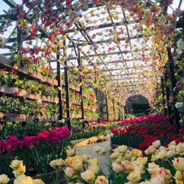 境港游轮靠岸一日游|松江城+由志园+水木茂大道人文自然双体验