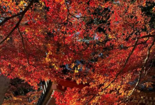 日本京都清水寺+伏见稻荷大社【中文专车/赏秋精华线路】【尊享一对一高端行程定制，豪华包车专属礼遇，专业旅行顾问24小时恭候垂询。】