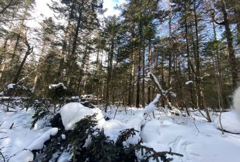 雪天温泉！长白山北坡景区+皇冠/蓝景温泉1日包车【延吉往返】【产品线路：北坡景区（天池+冰瀑布+银环湖+绿渊潭+谷底森林）+任选一处聚龙火山温泉群泡雪地温泉】