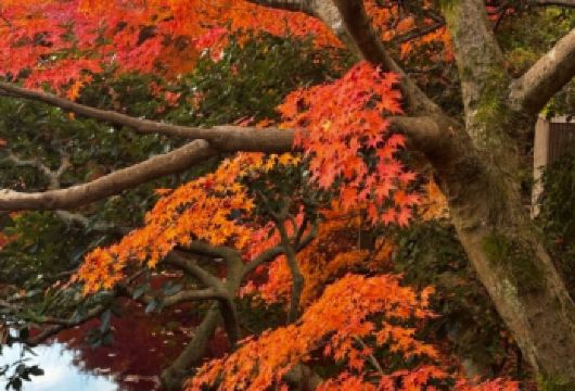 日本京都往返奈良-奈良公园-若草山-春日大社.红叶巡礼红叶季【专业行程定制，精选热门景点，高效游玩不走回头路，贴心服务保障，轻松】