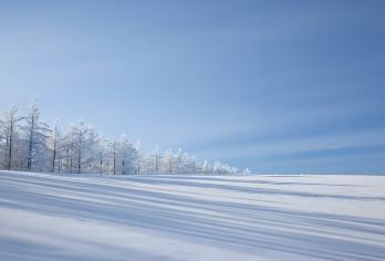 日本富良野-美瑛神社-青池-白须瀑布【北海道中文专车】【中文专车出行，景点灵活调整，打卡经典，游玩自己定义，无需等待，专属贴心服务，尽享惬意旅程】