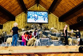 新西兰北岛农场特色游：罗托鲁瓦爱歌顿农场剪羊毛+动物互动巡游【互动，娱乐和教育---孩子和成人都非常喜欢】