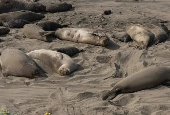 美国旧金山-经典一号公路-蒙特雷-丹麦村-洛杉矶-包车-精选【专属客服和本地中文司机，一家一团包车】