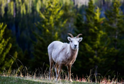 加拿大卡尔加里-班夫国家公园-惊奇角【中文专车-惬意舒适】【中文专车出行，行程自己定义，无需等待，专属贴心服务，尽享惬意旅程】