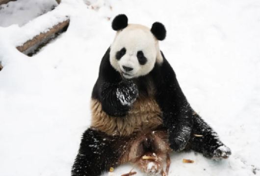 【洛阳起止】竹海野生动物园一日游·纯玩·不购物【散放猛兽，和与小动物互动为主要特色的野生动物园，亲子游、科普教育游、避暑休闲游目的地。】