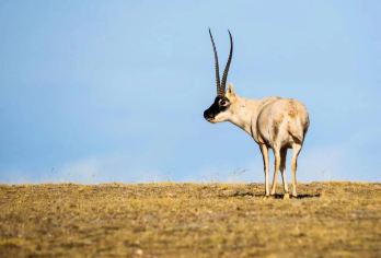 赠送氧气】可可西里+昆仑圣泉+玉珠峰+可可西里雪山观+龙凤宫【[优选行程]问道昆仑，探秘可可西里，途径三江源保护区，玉珠峰】