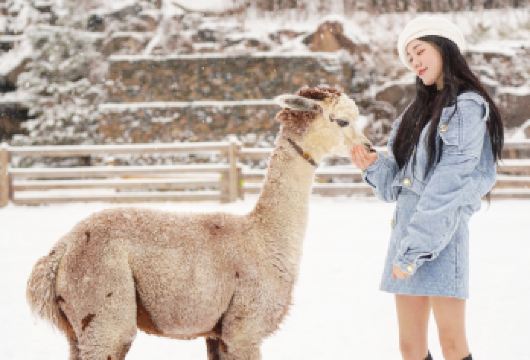 韩国南怡岛+羊驼牧场一日游 (首尔出发, 中英文导游)【四季浪漫南怡岛｜林荫大道绿意盎然，《冬季恋歌》取景地，春花秋枫冬雪如画，是情侣与家庭出游的合适景点。】