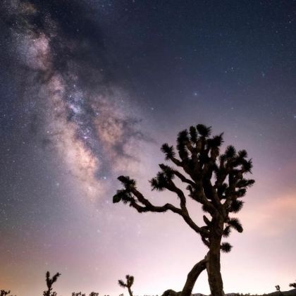 美国凤凰城往返约书亚树国家公园救赎山12h包车【精选老司机】