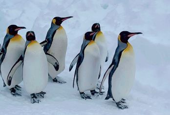 日本札幌往返旭山动物园富良野/可小樽登别北海道多日包车-精选【包车一日游，解锁旅行新方式！独立车辆配备经验丰富的老司机，为您量身打造专属行程。】