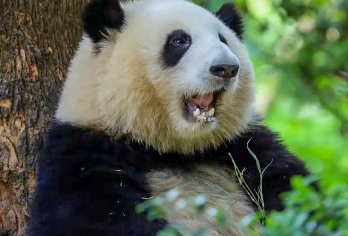 熊猫基地+三星堆2-6人精致小拼团【含门票、讲解】【优惠门票按规退还，降噪耳机免费用，回扣自费要抵制，全程服务不加价。】