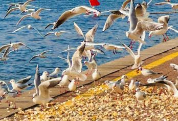 天津观海鸥1日【西伯利亚海鸥+古文化街+意式风情区+五大道】【红嘴海鸥跨越6000多公里 从遥远的西伯利亚迁徙到天津】