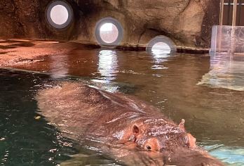 日本札幌往返旭川富良野美瑛/可小樽登别北海道多日-精选【包车一日游，解锁旅行新方式！独立车辆配备经验丰富的老司机，为您量身打造专属行程。】