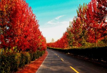 南京周边赏秋游：六合止马岭森林公园+枫彩漫城【全程包车 专属服务】