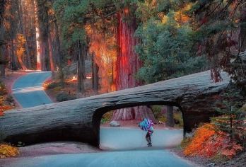 美国旧金山-优胜美地+帝王峡谷-可包车-精选【专属客服和本地中文司机，一家一团包车】
