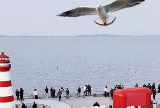 【冲山岛一日游】江南春色，看西伯利亚红嘴鸥，纯玩无购物【低于12人活动自动取消（只能原额退款或改其它同期成团线路，不做任何赔偿）】