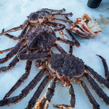 挪威帝王蟹捕捞一日游【希尔克内斯往返-3小时·英文团】