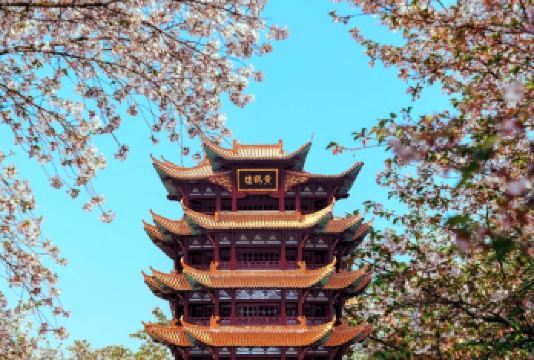 黄鹤楼+省博物馆+东湖（樱花园）+武大+轮渡+江汉关一日游【精品团/经典团、浪漫樱花 、轮渡游江，耳机讲解省博，好评无数。】