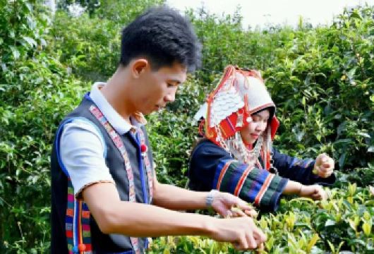 西双版纳曼丢古寨+南糯山一日游【茶文化体验+采茶压茶品茶】【走进南糯山，深度体验哈尼文化，感受茶农生活，采茶+制茶+吃茶】