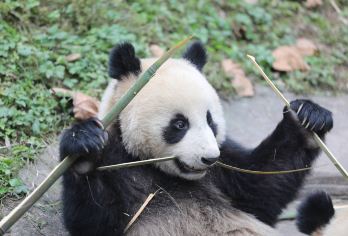凤凰中华大熊猫苑+苗王城+玻璃桥+万亩茶园经典一日游【（私家团）赠苗家特色餐，观赏国宝大熊猫，一价全含无任何自费】