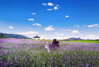 无锡：拈花湾+鼋头渚+ 南长街 |包车日游【中英俄法德西】#【无锡市区内上门接送】