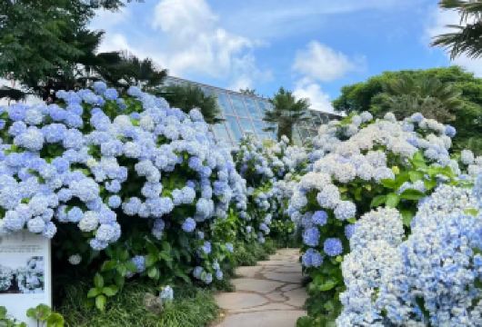 济州岛【西线包车】山茶花之丘+挟才浴场+济州堂咖啡一日游【中文护航：中文han语司机随行+中文管家实时对接，异国出行无顾虑】