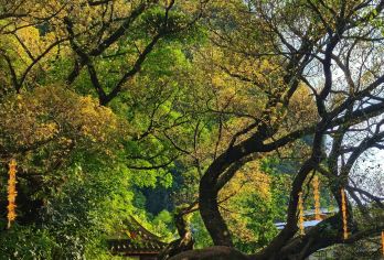 广西贺州钟山水墨田园+黄姚古镇+紫云仙境包车一日游可英文服务【可提供英文及小语种导游服务-往返接送-可选导游-可代订门票】