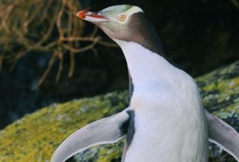 新西兰南岛 但尼丁企鹅之家黄眼企鹅保护区导览游（含门票）【近距离观察稀有的黄眼企鹅】