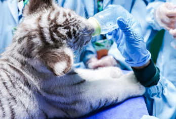 广州长隆野生动物世界 包车游 【广州市内】【[精品纯玩]真正的纯玩无购物无隐形消费，包含用车，可加订专业导游，让您的旅途更精彩！】