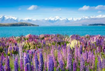 新西兰南岛大巴日游团：基督城-蒂卡波-库克山-皇后镇（单程）【新西兰南岛非常经典的线路，无需自己开车，非常简单省力的旅行方式，欧美游客团，性价比高】