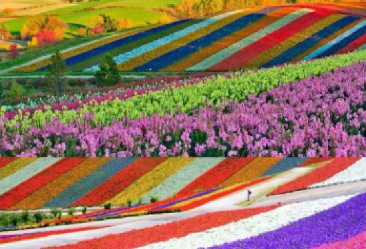 日本北海道美瑛+富田农场一日游【薰衣草限定季/行程免费定制】【尊享一对一高端行程定制，多日豪华包车专属礼遇，专业旅行顾问24小时恭候垂询。】