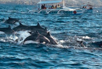 薄荷岛出海追海豚+巴黎卡萨浮潜+沙丁鱼风暴浮潜|往返接送【体验追逐野生海豚群的乐趣，近距离观赏到海豚跃出海面的自然生态景观，迎着海风与海豚一起分享海上日出！】