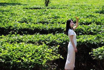 景迈山茶林文化景区+糯干古寨+翁基古寨一日游【边水同款】【[茶文化探索]在这里您漫步于古老的茶园，感受古树参天的茶林，亲身体验采摘、制作普洱茶】