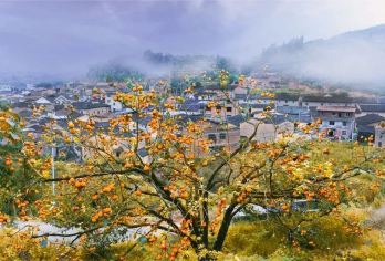 『“钱”程“柿”锦』赠送利洋柿子2斤~农家土鸡蛋30~加午餐【赠送利洋柿子2斤~农家土鸡蛋30~加午餐】