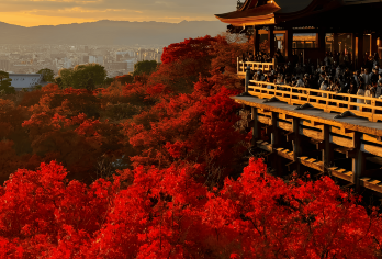 京都+奈良|枫叶季|双古都一日游：9人小团，可选上门接送套餐【1人成团，保证发团，出行无忧；保证绿牌正规营运车辆，拒绝白牌无证违法车辆，安全合法。】