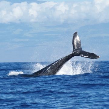 雷克雅维克--观鲸--蓝湖温泉