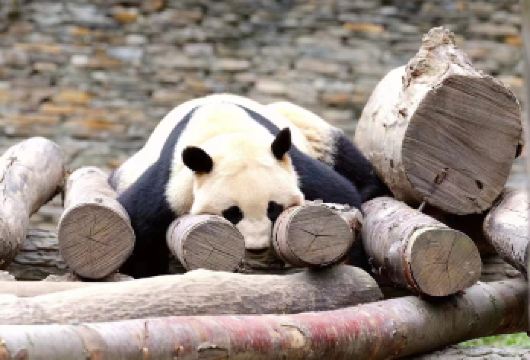 成都一日中转游：成都大熊猫繁育研究基地含往返接送机【近距离接触中国国宝——大熊猫！ 观赏超过100只大熊猫，包括新生熊猫和幼年熊猫 机场接送专车服务】