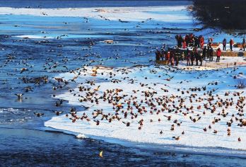 吉林市雾凇岛+长白岛【1-6人小包团市内上门接送一日游】【1-6人小包团】