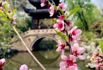 上海大观园+朱家角古镇【江南水乡包车一日游】【全程私人专车服务，不拼团，行程灵活可调整。】