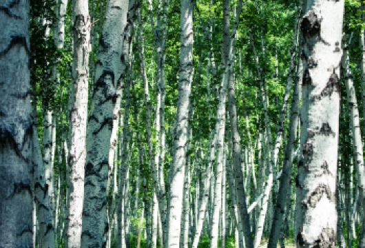 漠河 | 白桦林+北红村一日游【可定制，包车8小时】【一单一团一车一司机，专车接送。】