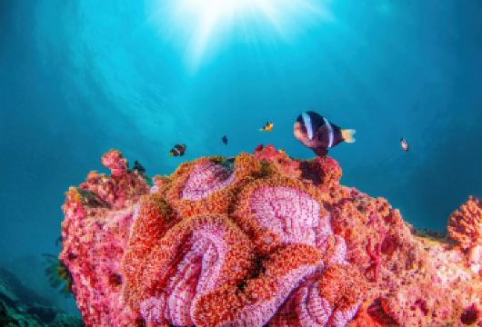 错峰出游丨专车小团丨三亚蜈支洲+景点定制 【上门接送】【专车接送，拒绝浪费过多时间接人，VIP纯玩无购物；】