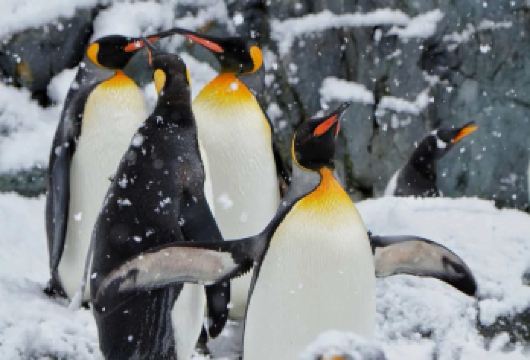 日本北海道旭山动物园美瑛青池四季彩之丘玩雪一日游【旭山动物园（110分钟,含门票）】
