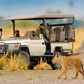 博茨瓦纳马翁出发莫雷米一日游｜敞篷越野观狮象群｜专业向导陪同