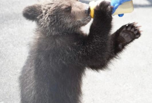 日本札幌-登别-洞爷湖支笏湖/可小樽富良野北海道多日包车精选【包车一日游，解锁旅行新方式！独立车辆配备经验丰富的老司机，为您量身打造专属行程。】