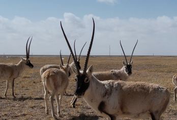 可可西里索南达杰保护站+无极龙凤宫+昆仑山口2-6人团【高品质精选路线，深度体验，创新玩法，消费透明】