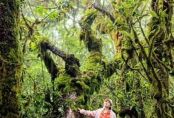 毛毛球原始森林徒步·腾冲高黎贡拼团一日游【[毛毛球原始森林]观赏干年保护植物，探索侏罗纪世界。】