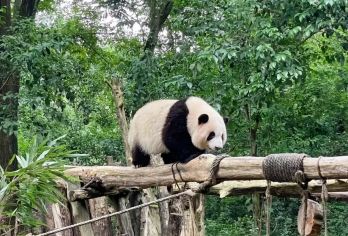 熊猫基地+都江堰一日游【豪华私家团·豪华suv座驾】【全程配备豪华SUV，宽敞6座尊享空间，确保私密独立的旅行体验，成都市四环内免费接送。】