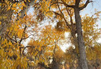 库车出发，沙雅139胡杨秘境一日游(不走全段)【市区酒店免费上门接送，熟悉路线，贴心管家！】