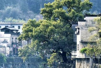 【包车自由行】景德镇瓷宫+寒溪村+瑶里+东埠一日游【〈品质保证〉公司承诺小团0购物】