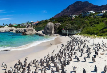 【开普敦定制中文包车】马来区+豪特湾+企鹅岛+好望角灯塔【中文包车服务，沟通无障碍，出行有保障！】